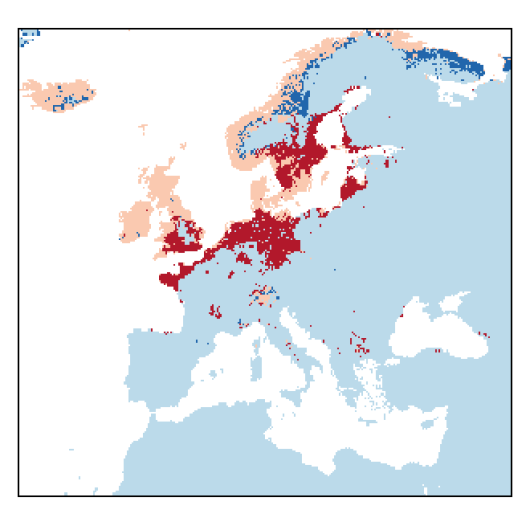 Leymus arenarius (L.) Hochst.