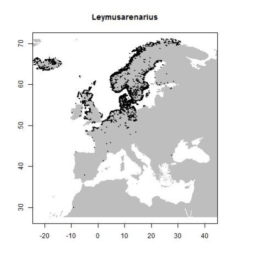 Leymus arenarius (L.) Hochst.