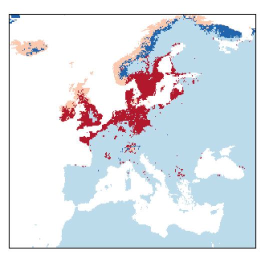 Leymus arenarius (L.) Hochst.