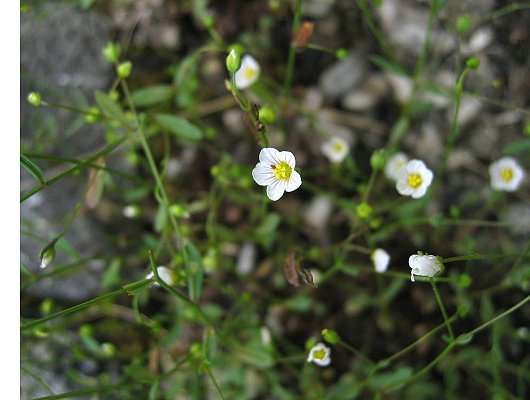 Linum catharticum L.