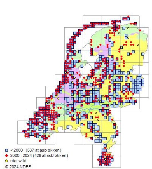 Linum catharticum L.