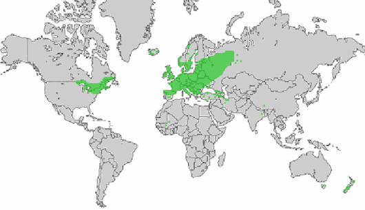 Linum catharticum L.