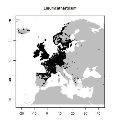 Linum catharticum L.