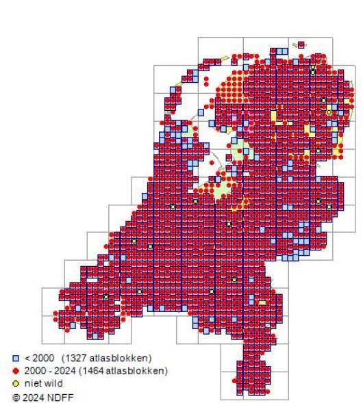 Lipandra polysperma (L.) S. Fuentes-B., Uotila & Borsch