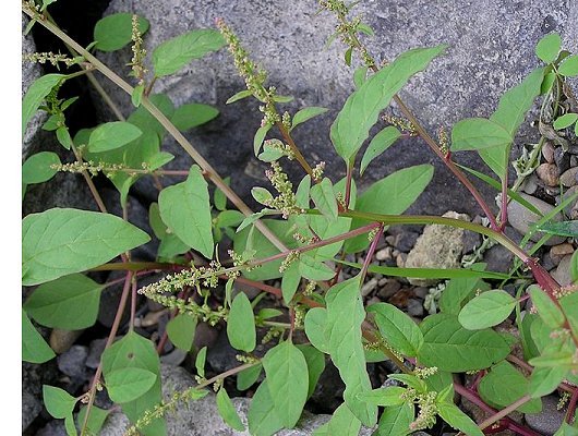 Lipandra polysperma (L.) S. Fuentes-B., Uotila & Borsch