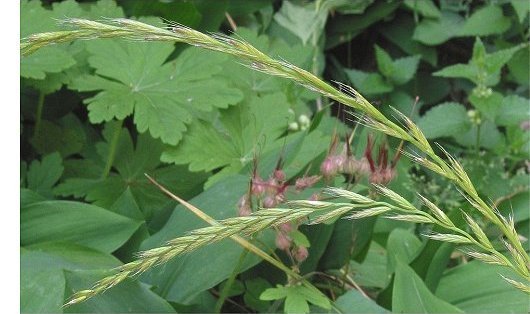 Lolium multiflorum Lam.