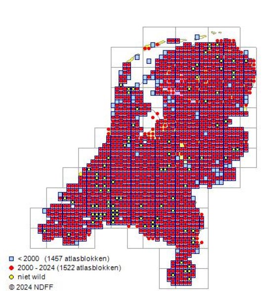 Lolium multiflorum Lam.