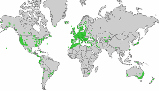 Lolium multiflorum Lam.
