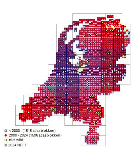 Lotus corniculatus var. corniculatus