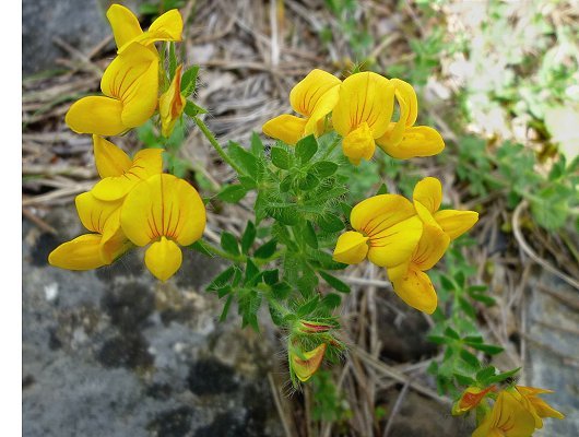 Lotus corniculatus var. corniculatus