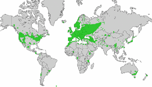 Lotus corniculatus var. corniculatus
