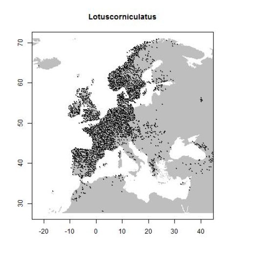 Lotus corniculatus var. corniculatus
