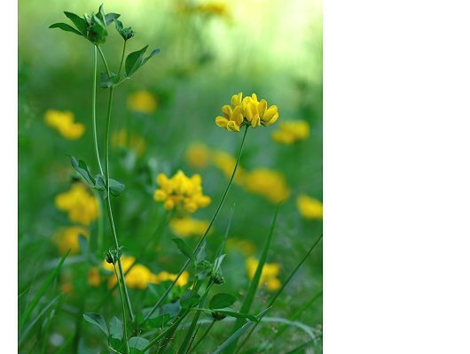 Lotus pedunculatus Cav.