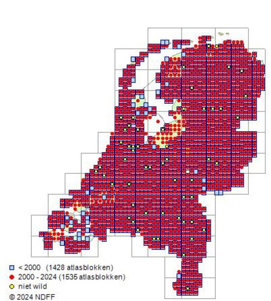 Lotus pedunculatus Cav.