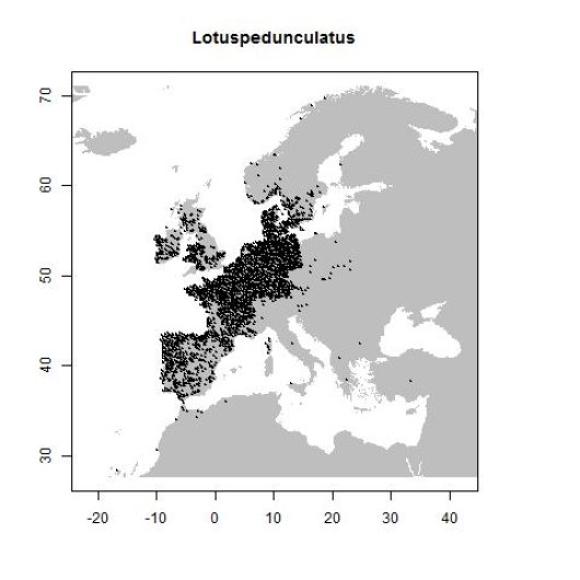 Lotus pedunculatus Cav.