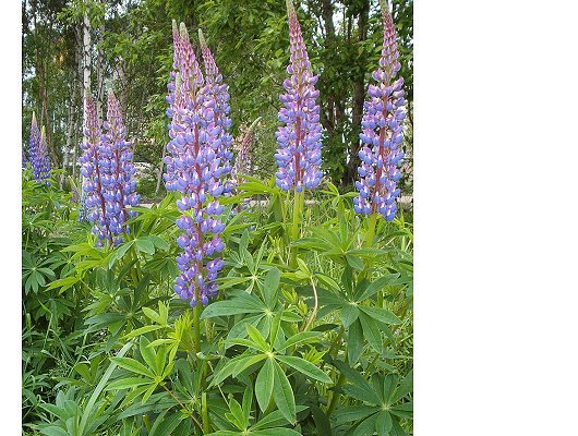 Lupinus polyphyllus Lindl.