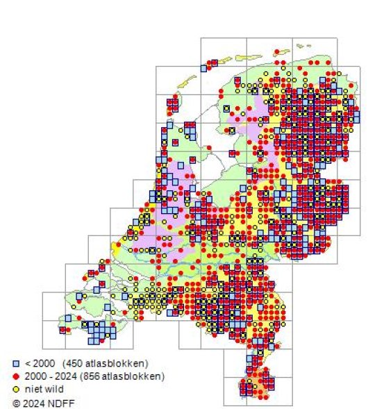 Lupinus polyphyllus Lindl.