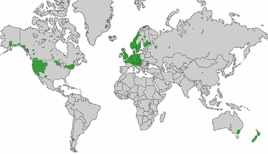 Lupinus polyphyllus Lindl.