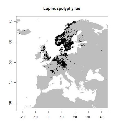 Lupinus polyphyllus Lindl.
