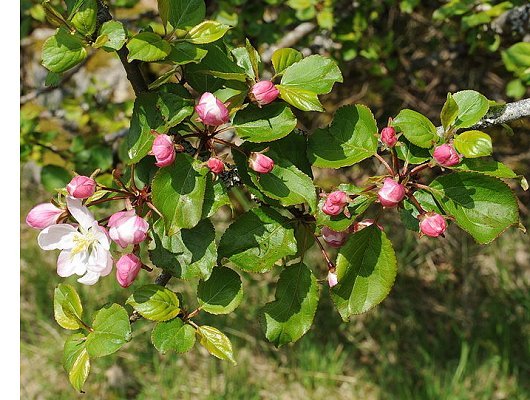 Malus sylvestris Mill.