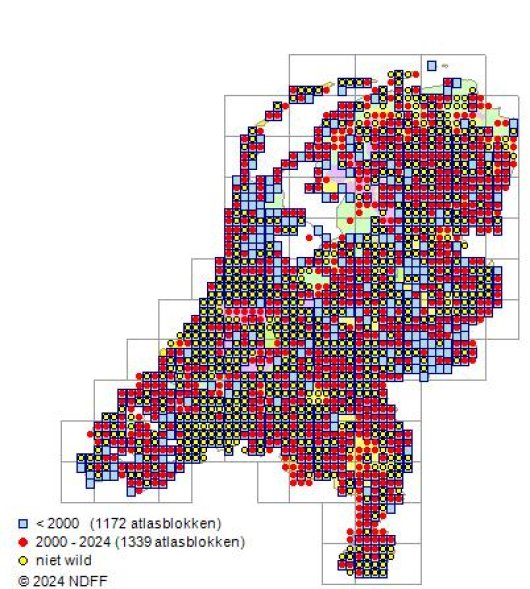 Malus sylvestris Mill.