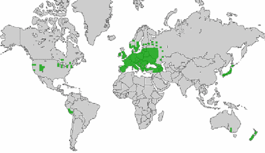 Malus sylvestris Mill.
