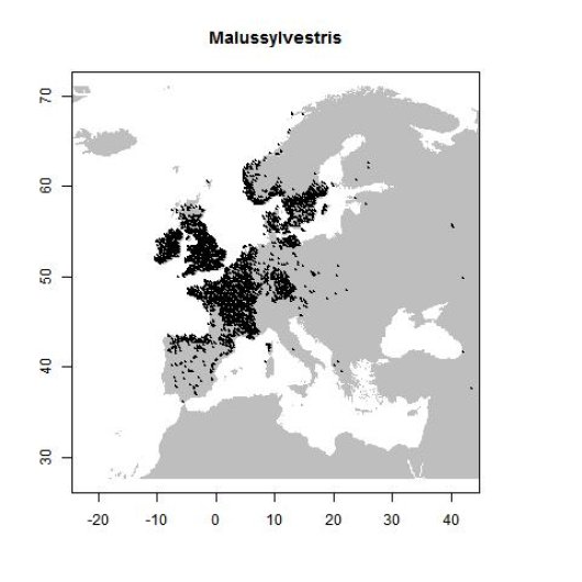 Malus sylvestris Mill.