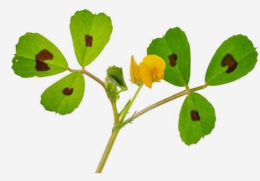 Medicago arabica (L.) Huds.