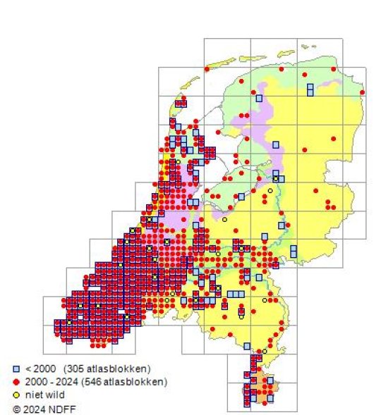 Medicago arabica (L.) Huds.
