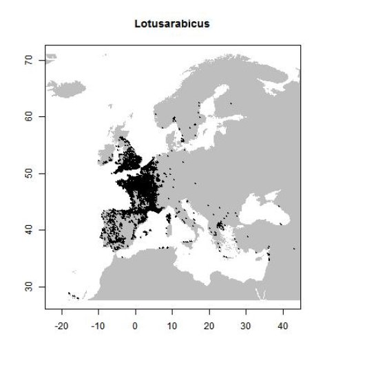 Medicago arabica (L.) Huds.