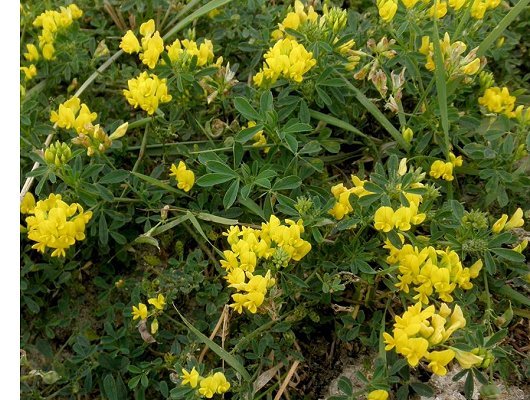 Medicago falcata L.