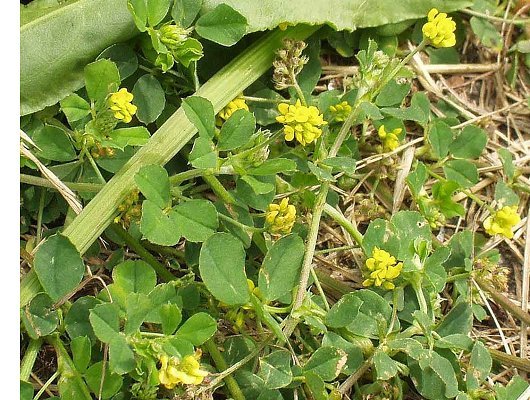Medicago lupulina L.