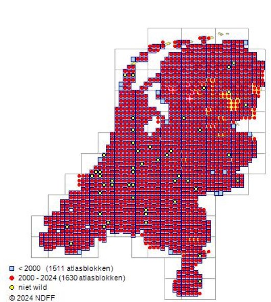 Medicago lupulina L.