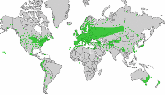 Medicago lupulina L.