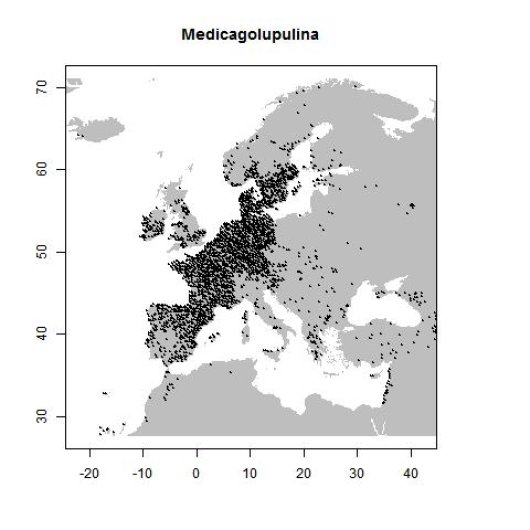 Medicago lupulina L.