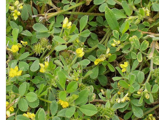 Medicago minima (L.) Bartal.