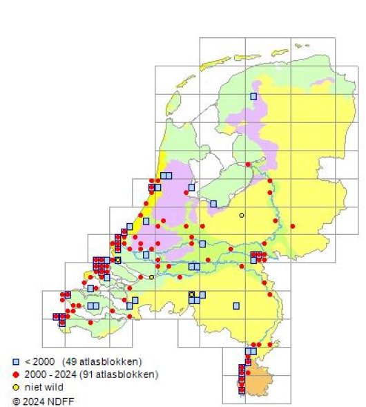 Medicago minima (L.) Bartal.