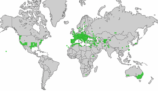 Medicago minima (L.) Bartal.