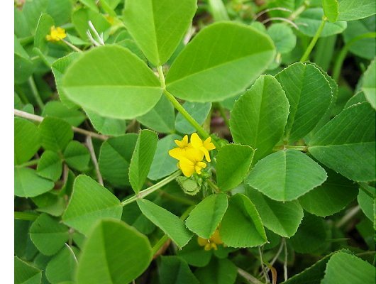 Medicago polymorpha L.