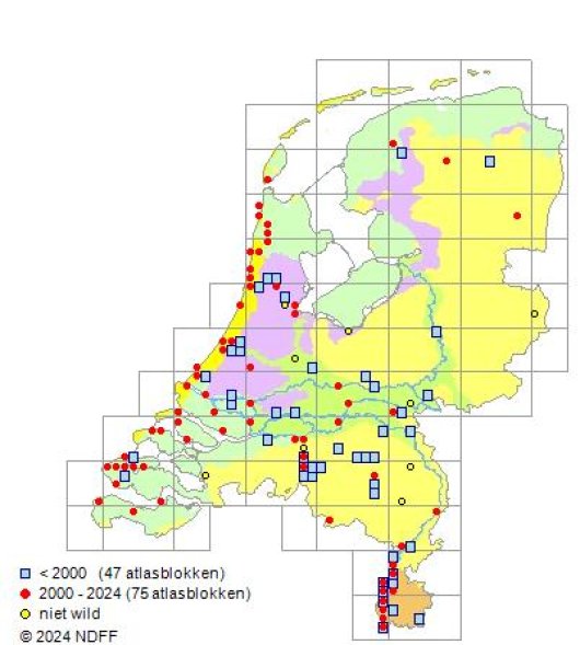 Medicago polymorpha L.