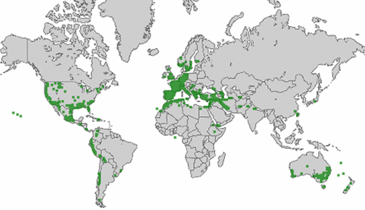 Medicago polymorpha L.