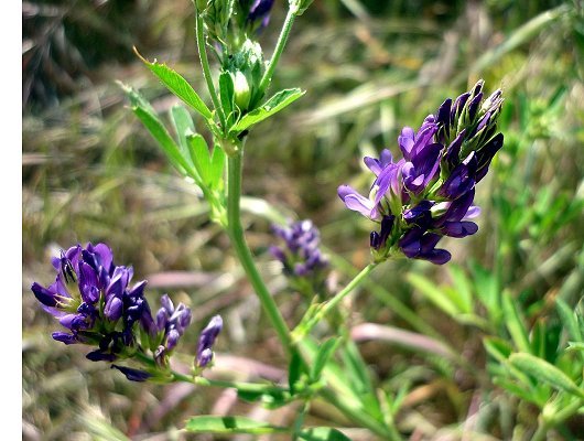 Medicago sativa L.