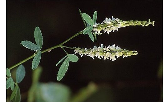 Melilotus albus Medik.