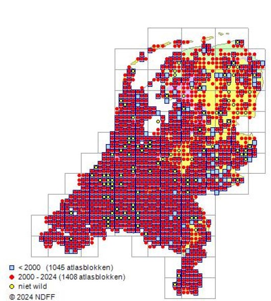 Melilotus albus Medik.