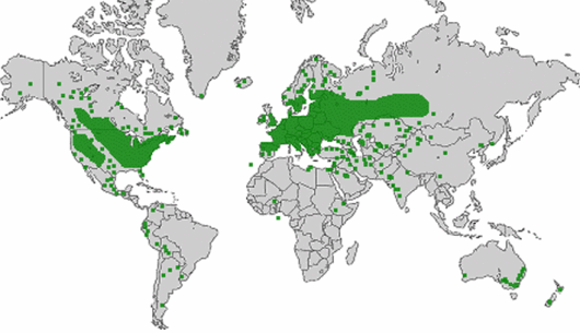 Melilotus albus Medik.