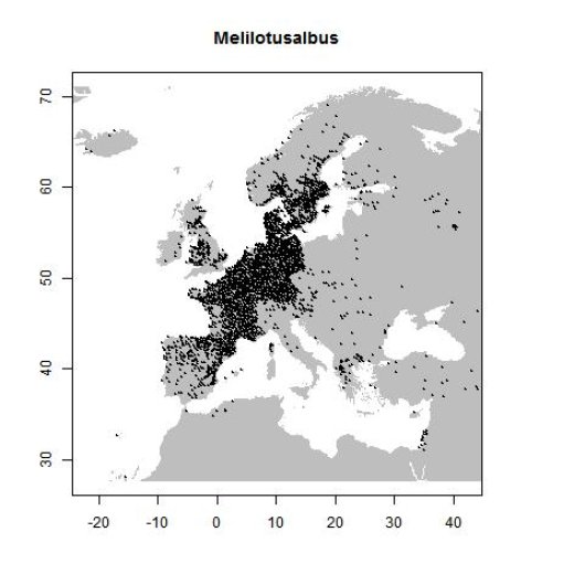 Melilotus albus Medik.