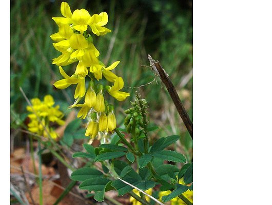 Melilotus altissimus Thuill.