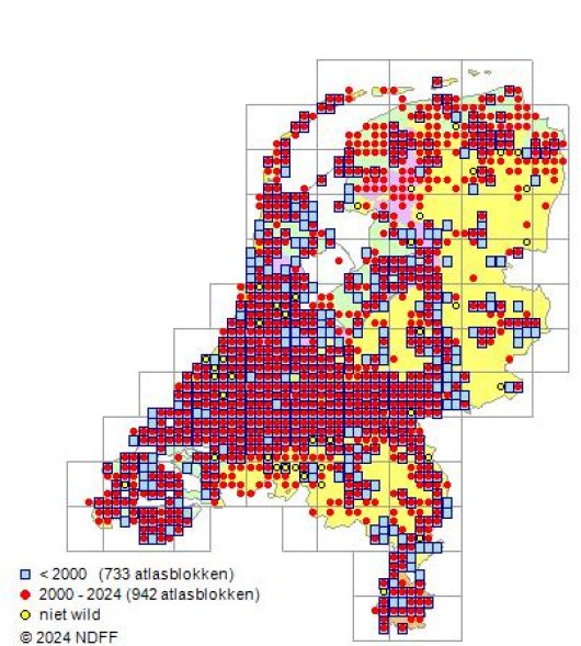 Melilotus altissimus Thuill.