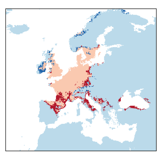 Melilotus altissimus Thuill.
