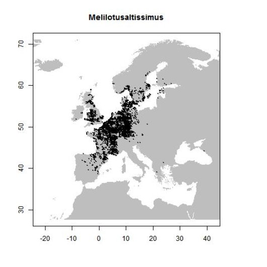 Melilotus altissimus Thuill.